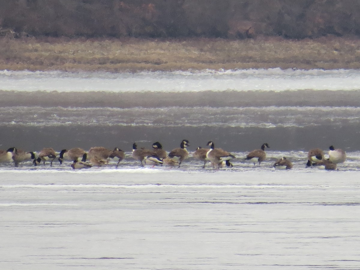 Canada Goose - ML646689534