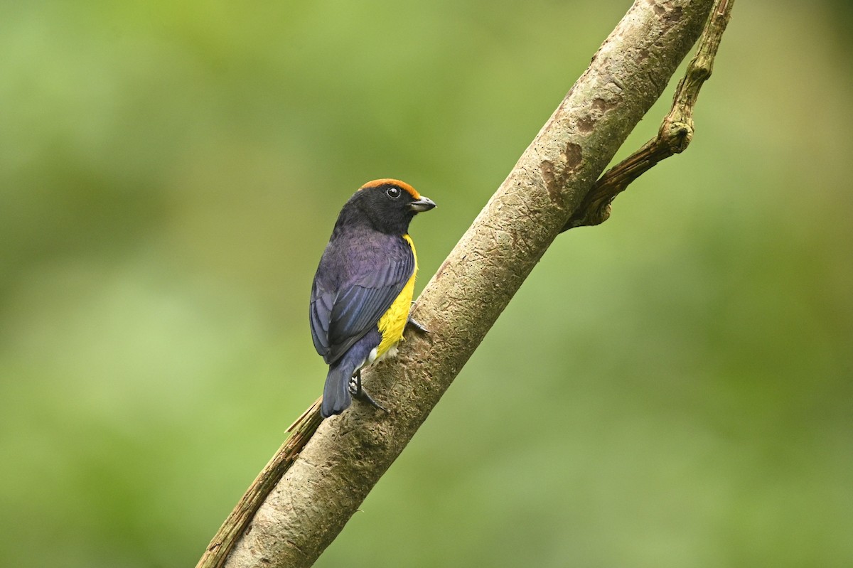 Tawny-capped Euphonia - ML646689536