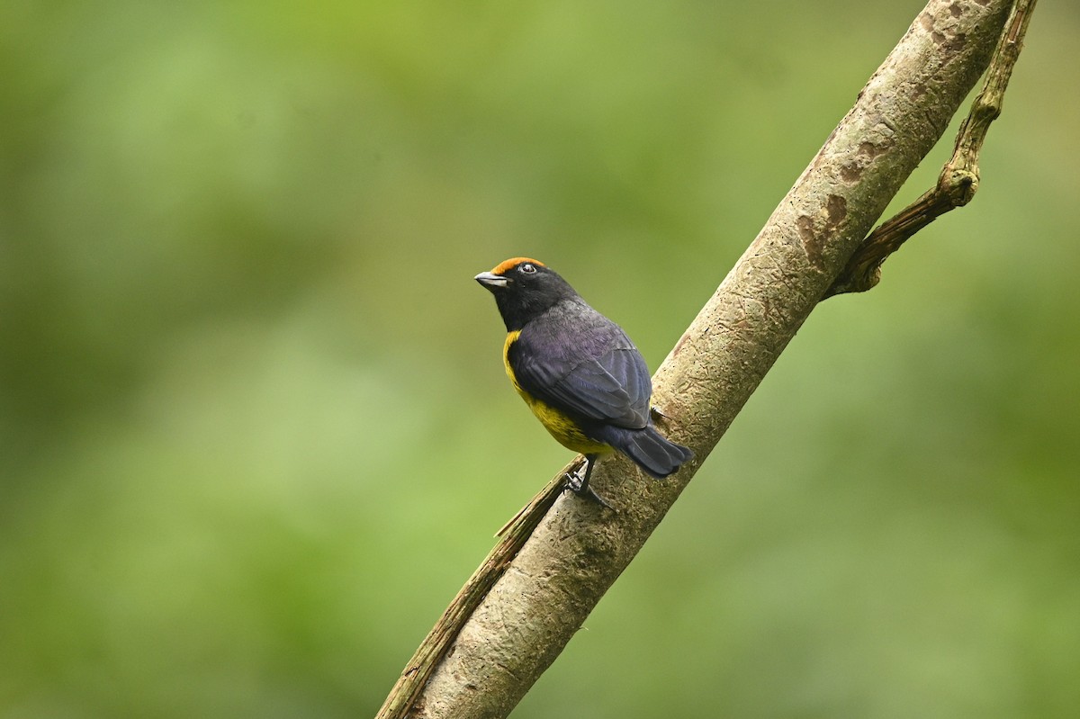 Tawny-capped Euphonia - ML646689537