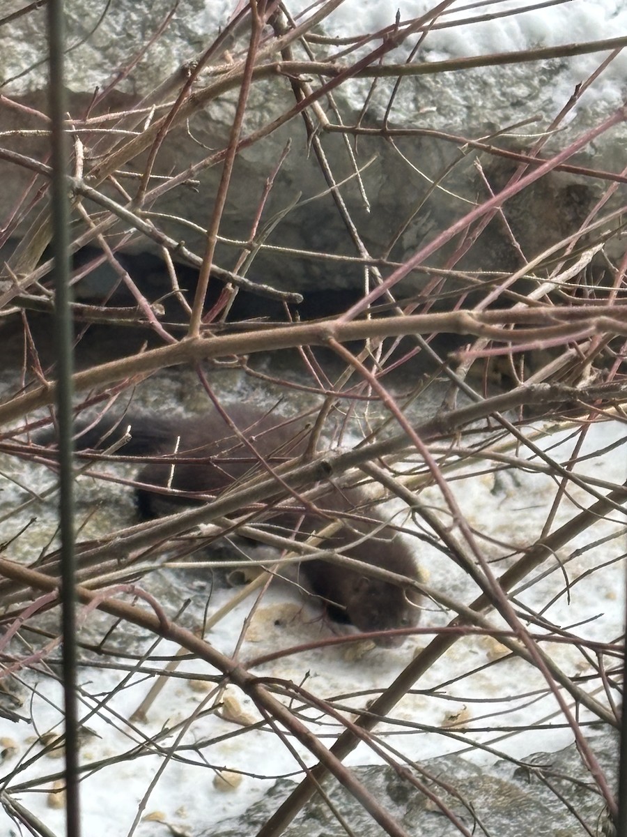 美洲水鼬 - ML646689541