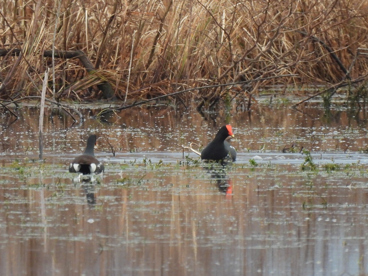 Американская камышница - ML646689547