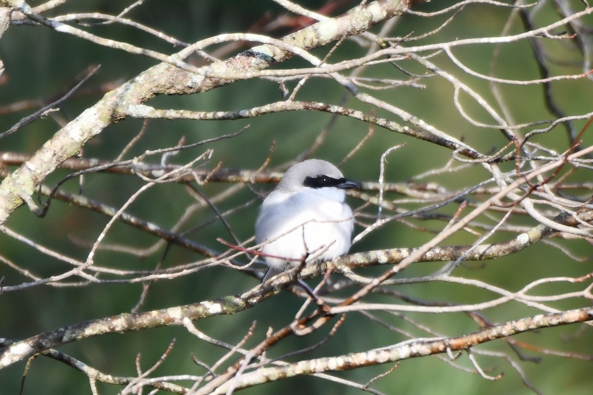 amerikavarsler - ML646689548