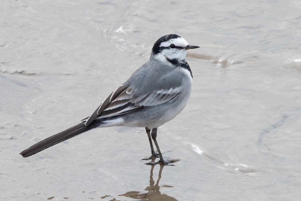 konipas bílý (ssp. ocularis) - ML646689555