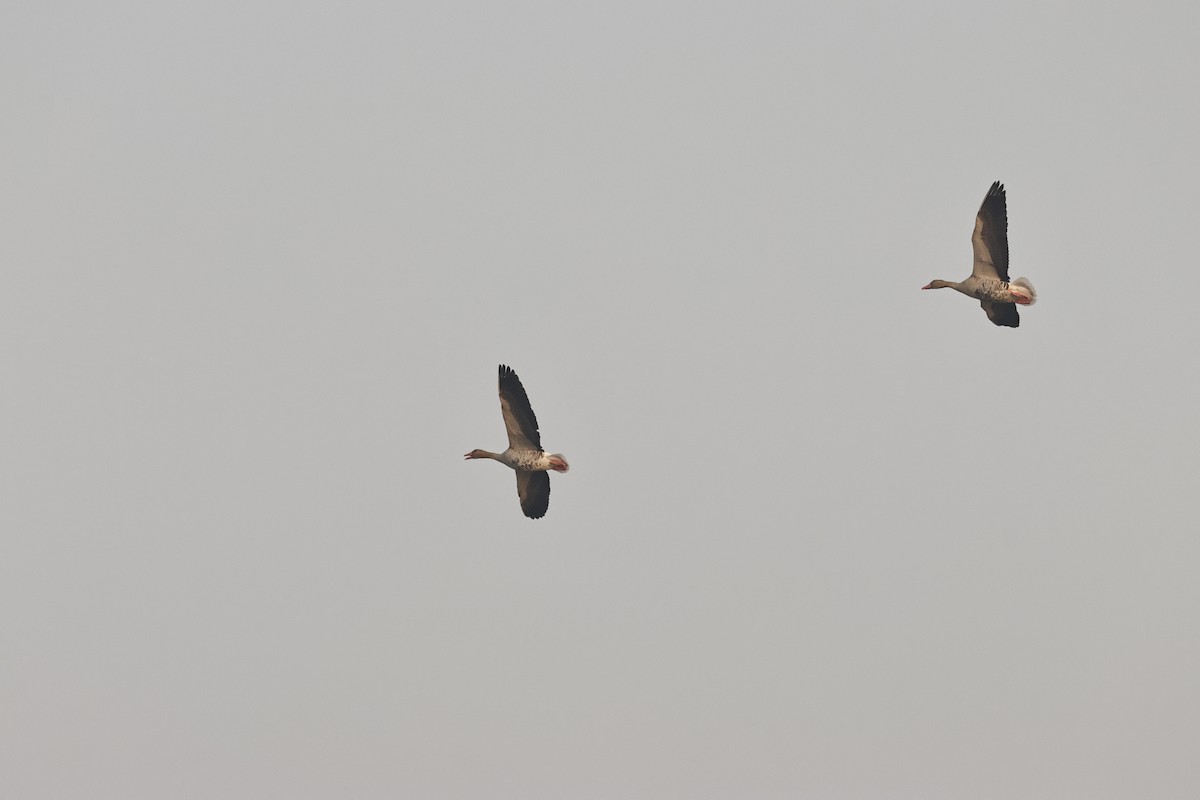 ハイイロガン - ML646689556