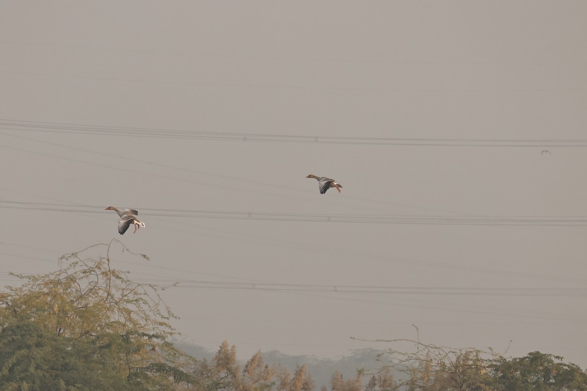 ハイイロガン - ML646689557