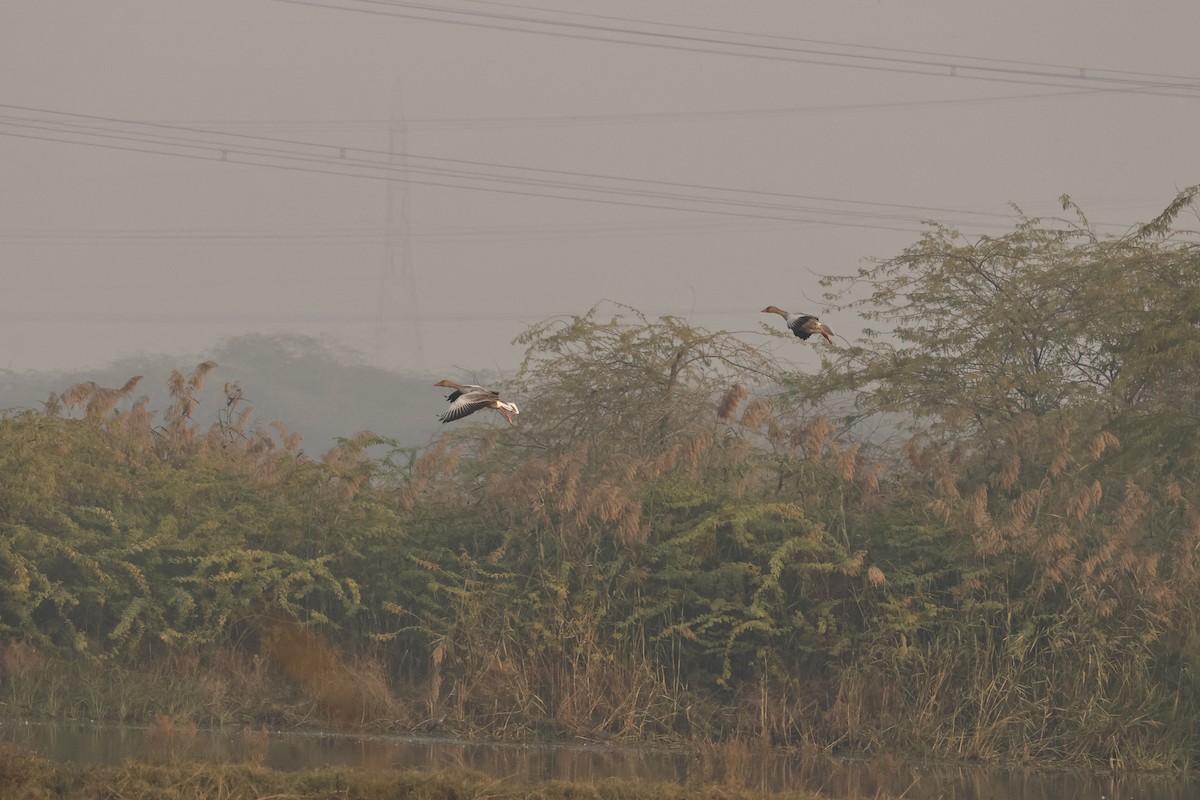 ハイイロガン - ML646689558