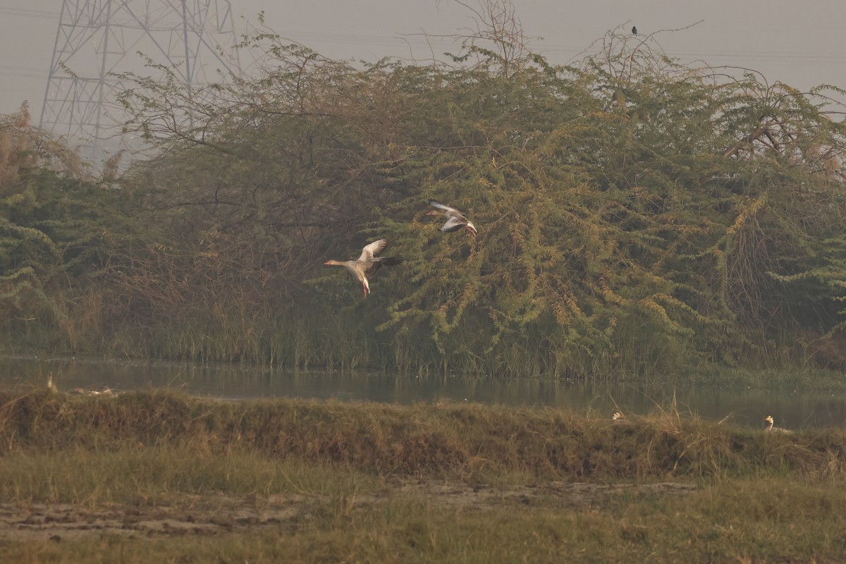 ハイイロガン - ML646689559