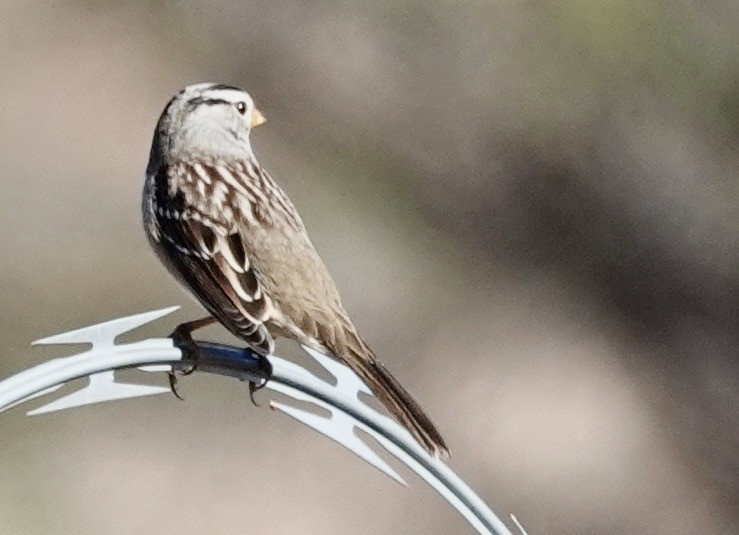 Porsuk Serçesi - ML646689562