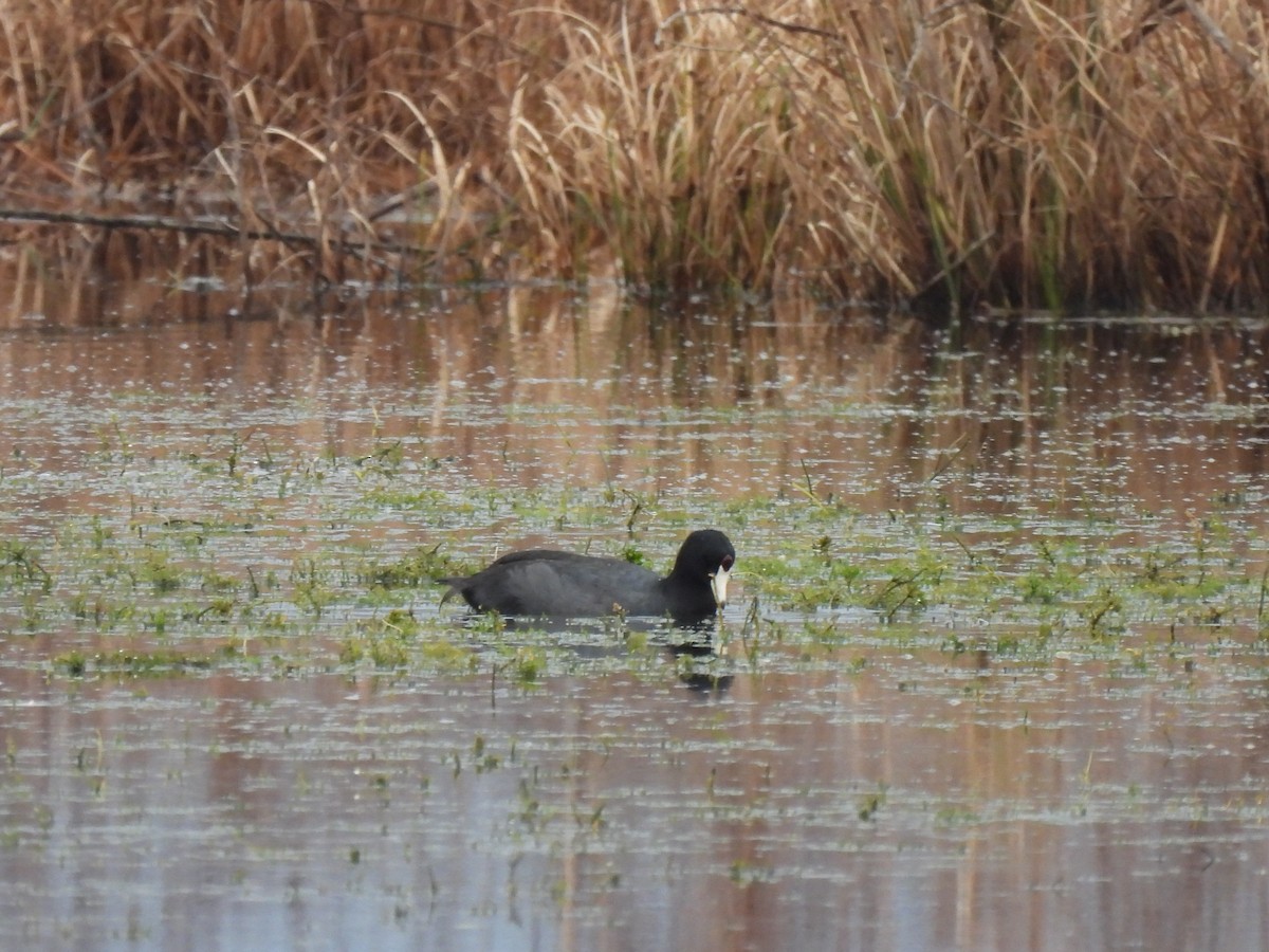 Американская лысуха - ML646689566
