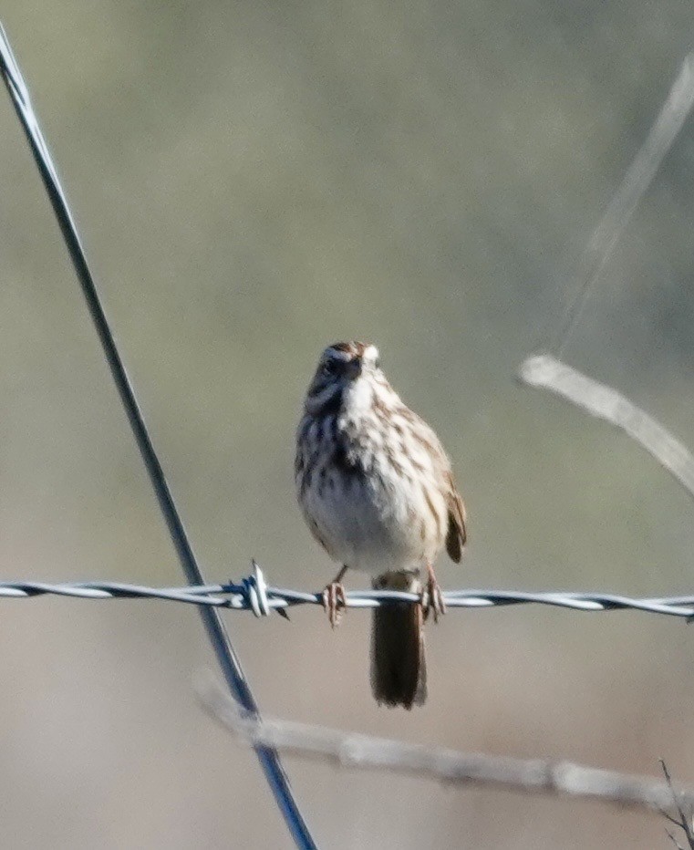 Song Sparrow - ML646689567