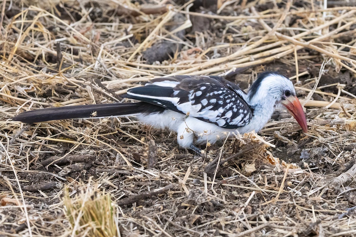 Northern Red-billed Hornbill - ML646689594