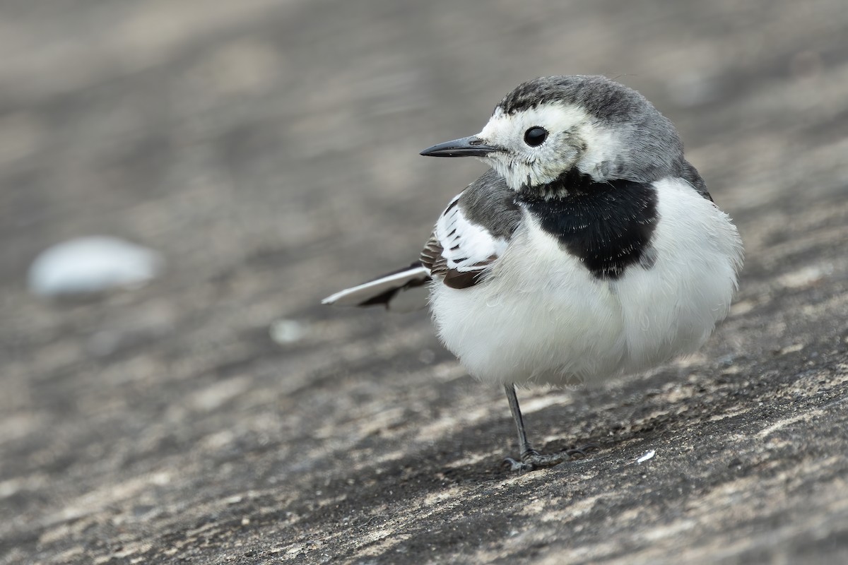 konipas bílý (ssp. leucopsis) - ML646689602