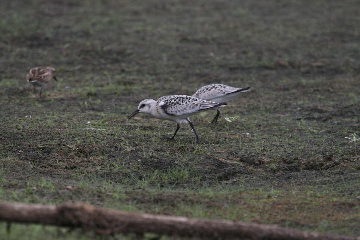 Sanderling - ML646689603