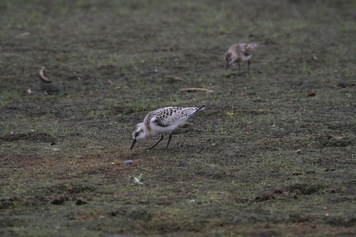 Sanderling - ML646689614