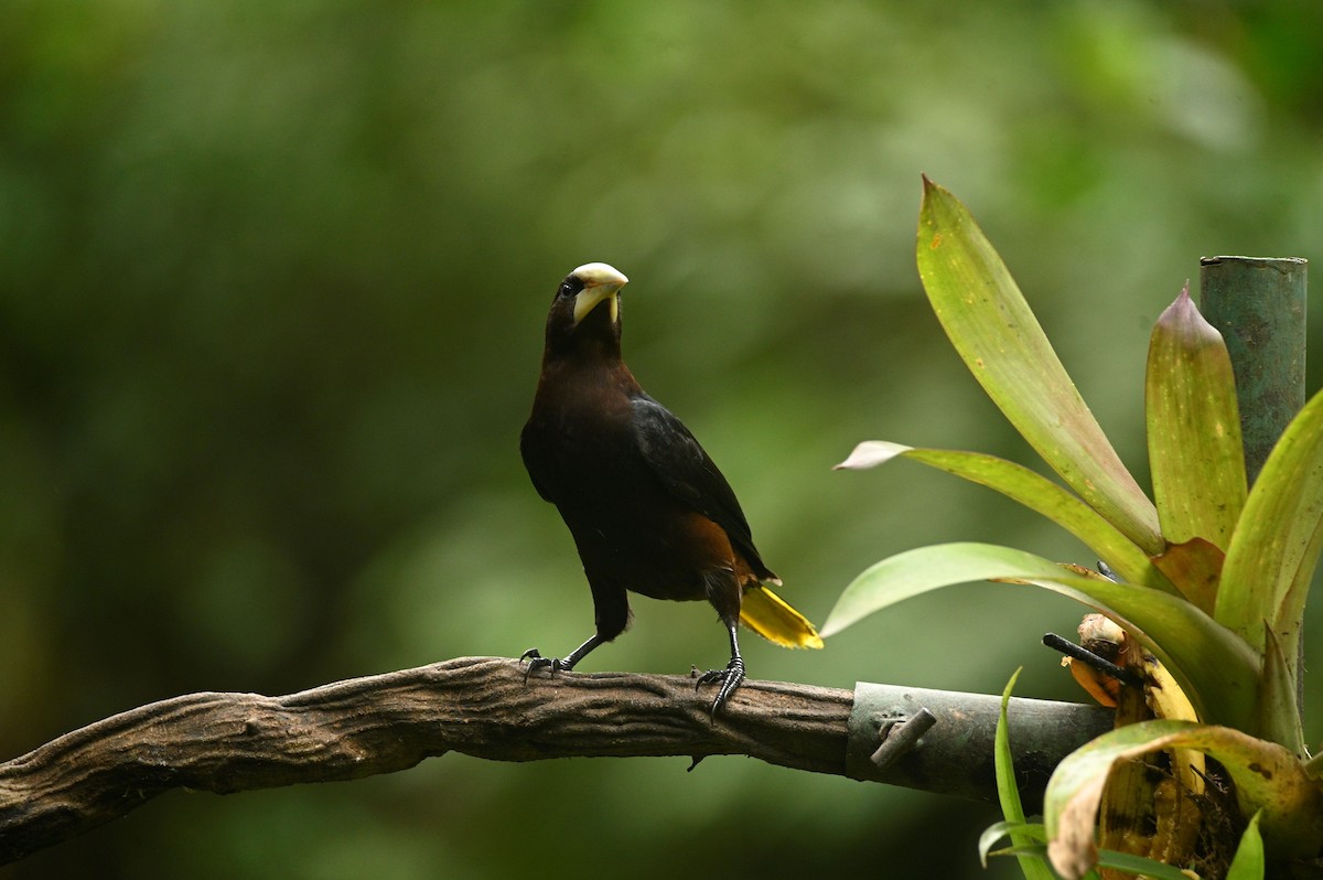 Chestnut-headed Oropendola - ML646689617