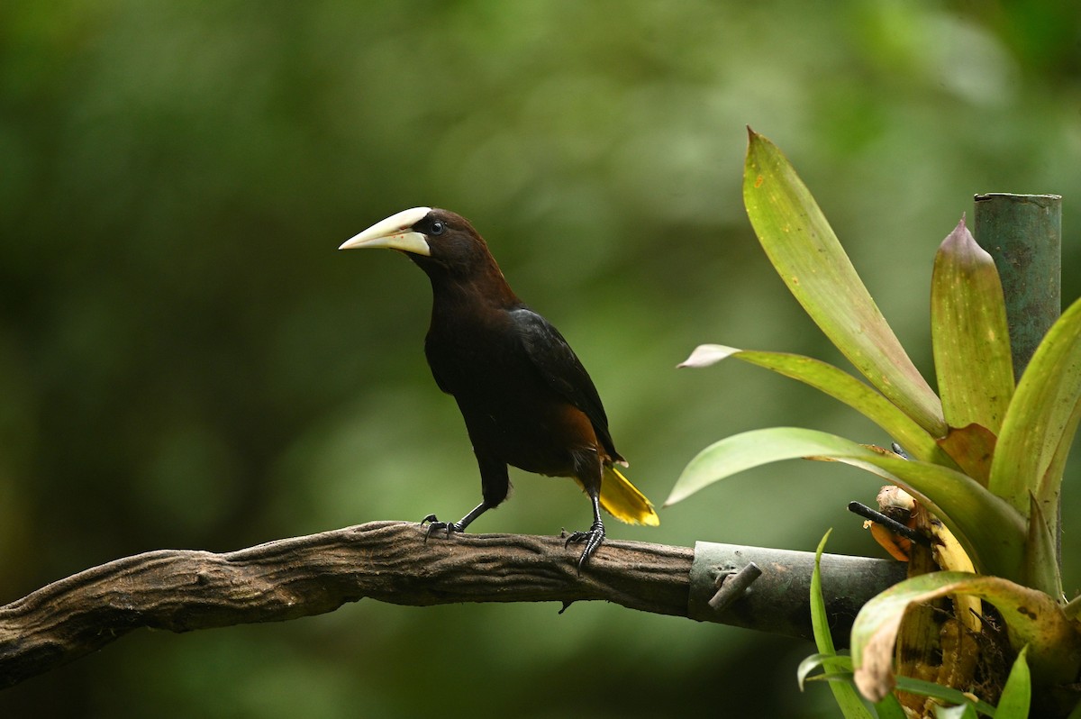 Chestnut-headed Oropendola - ML646689618