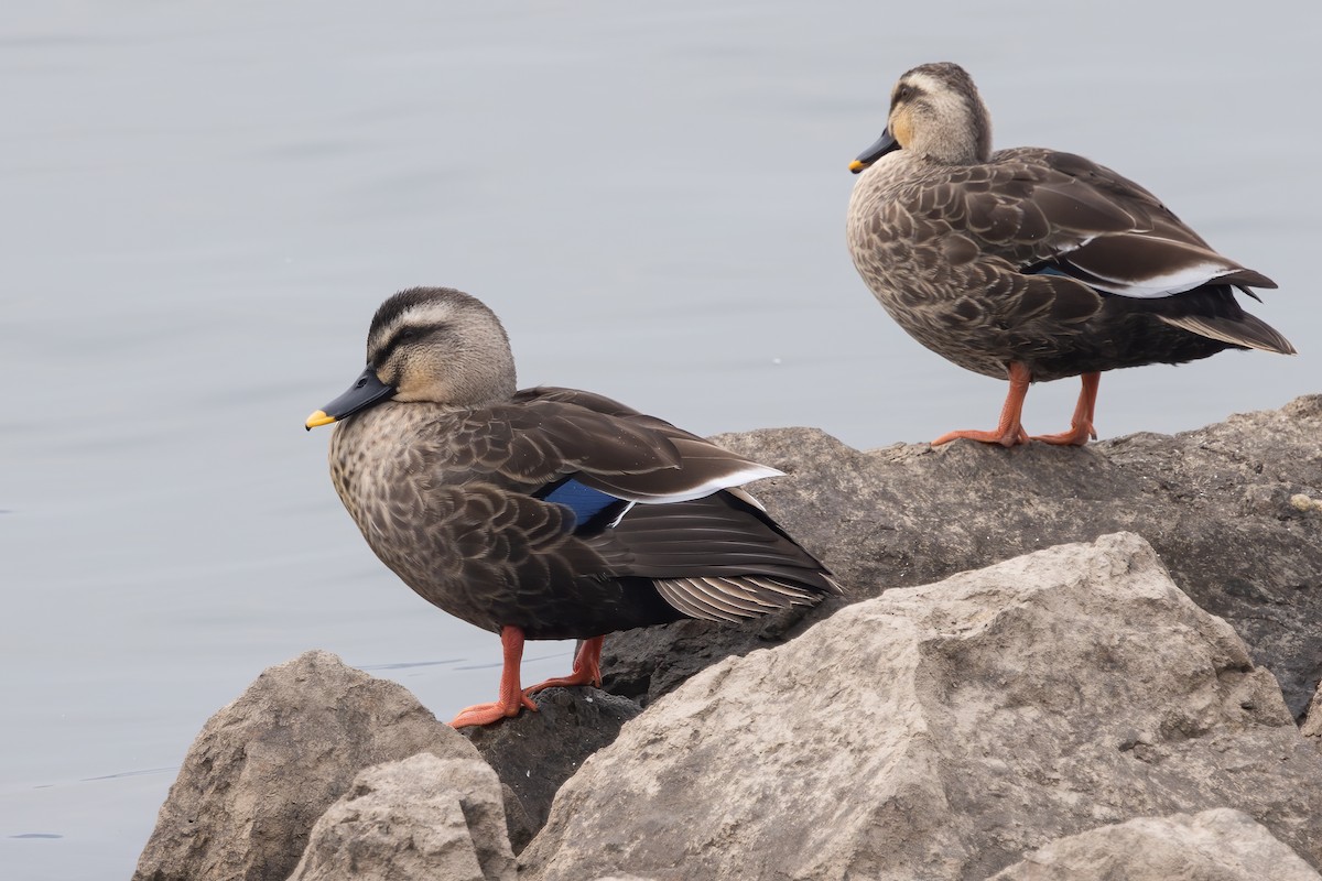 kachna čínská - ML646689619