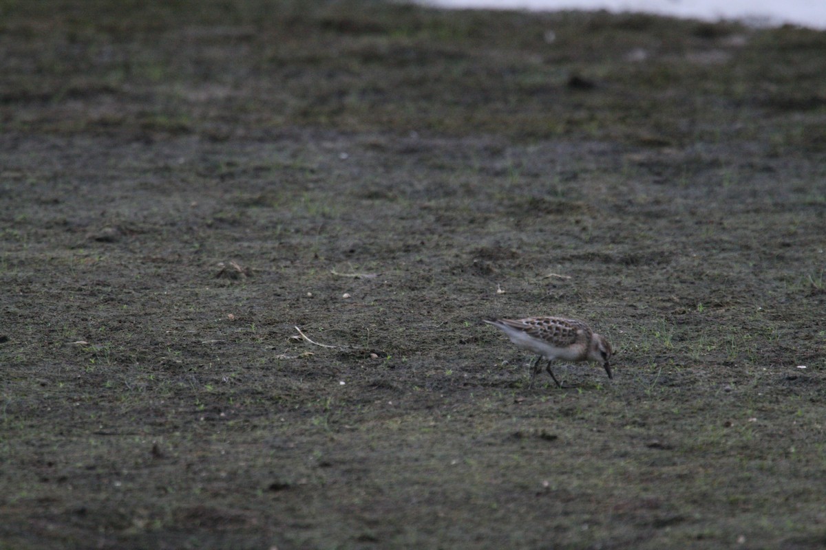 Semipalmated Sandpiper - ML646689626