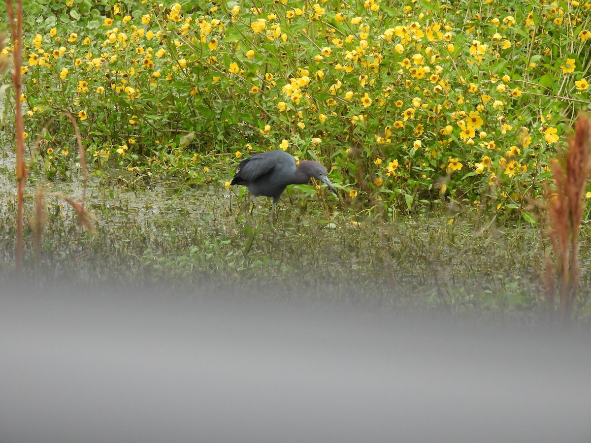 Малая голубая цапля - ML646689628