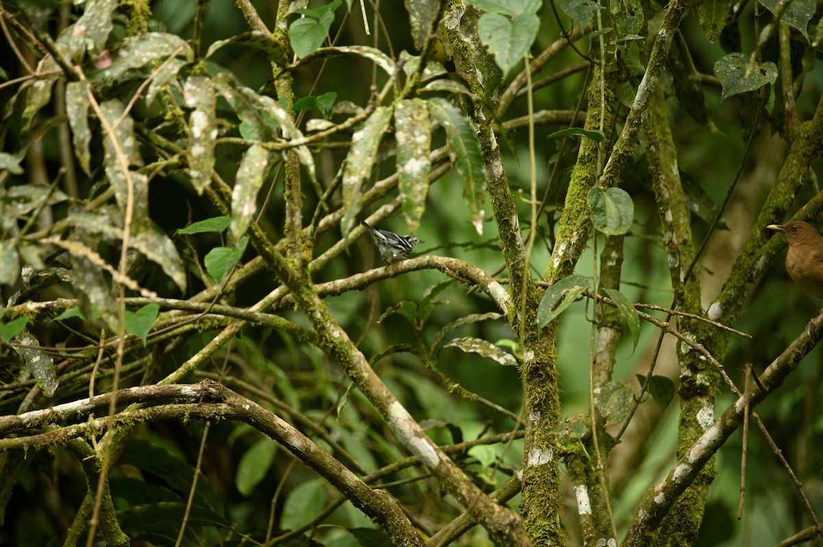 Black-and-white Warbler - ML646689629