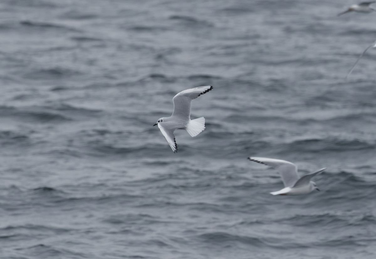 Mouette de Bonaparte - ML646689630