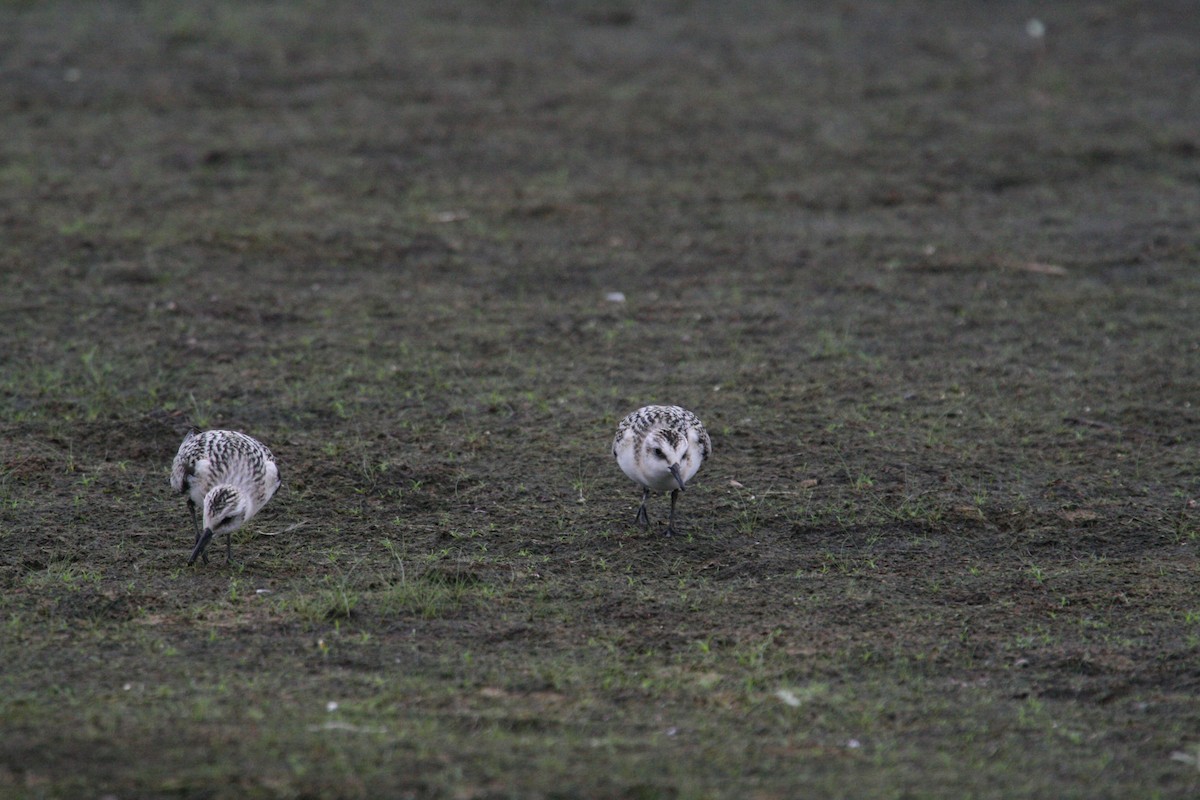 Sanderling - ML646689631