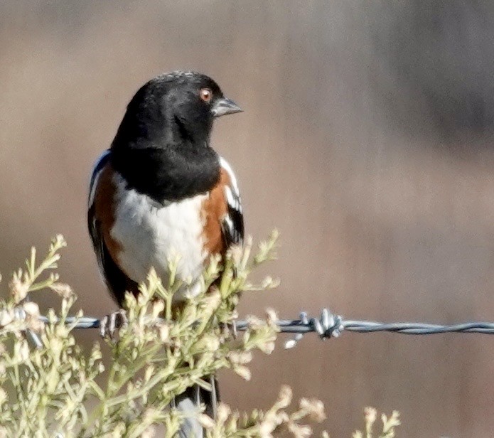 Spotted Towhee - ML646689634