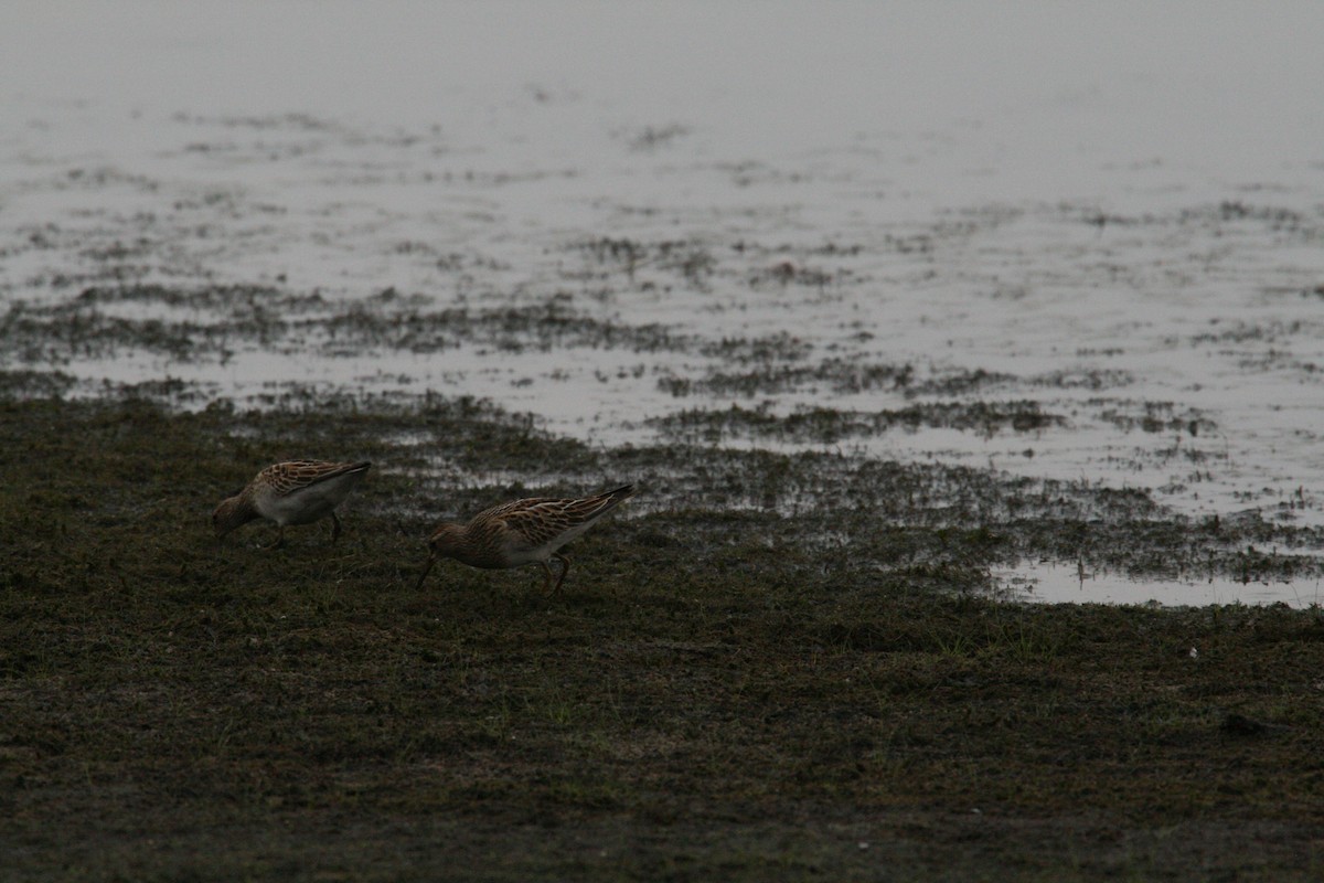 Çizgili Kumkuşu - ML646689635