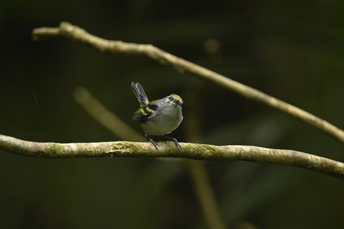 ワキチャアメリカムシクイ - ML646689637