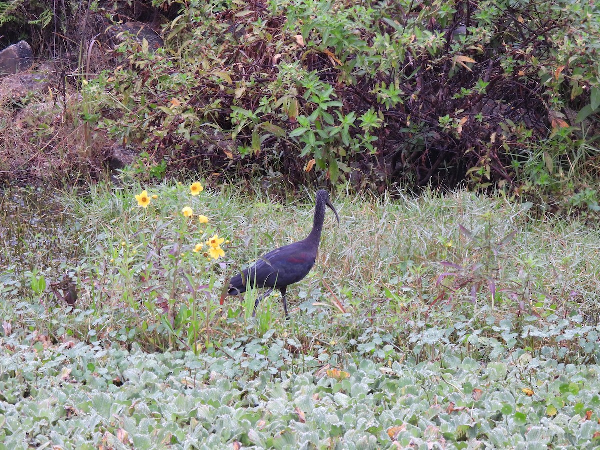 Каравайка - ML646689638