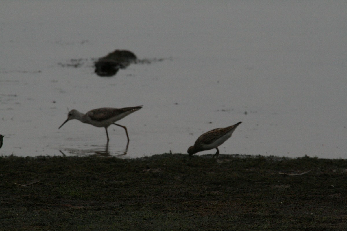 Lesser Yellowlegs - ML646689639