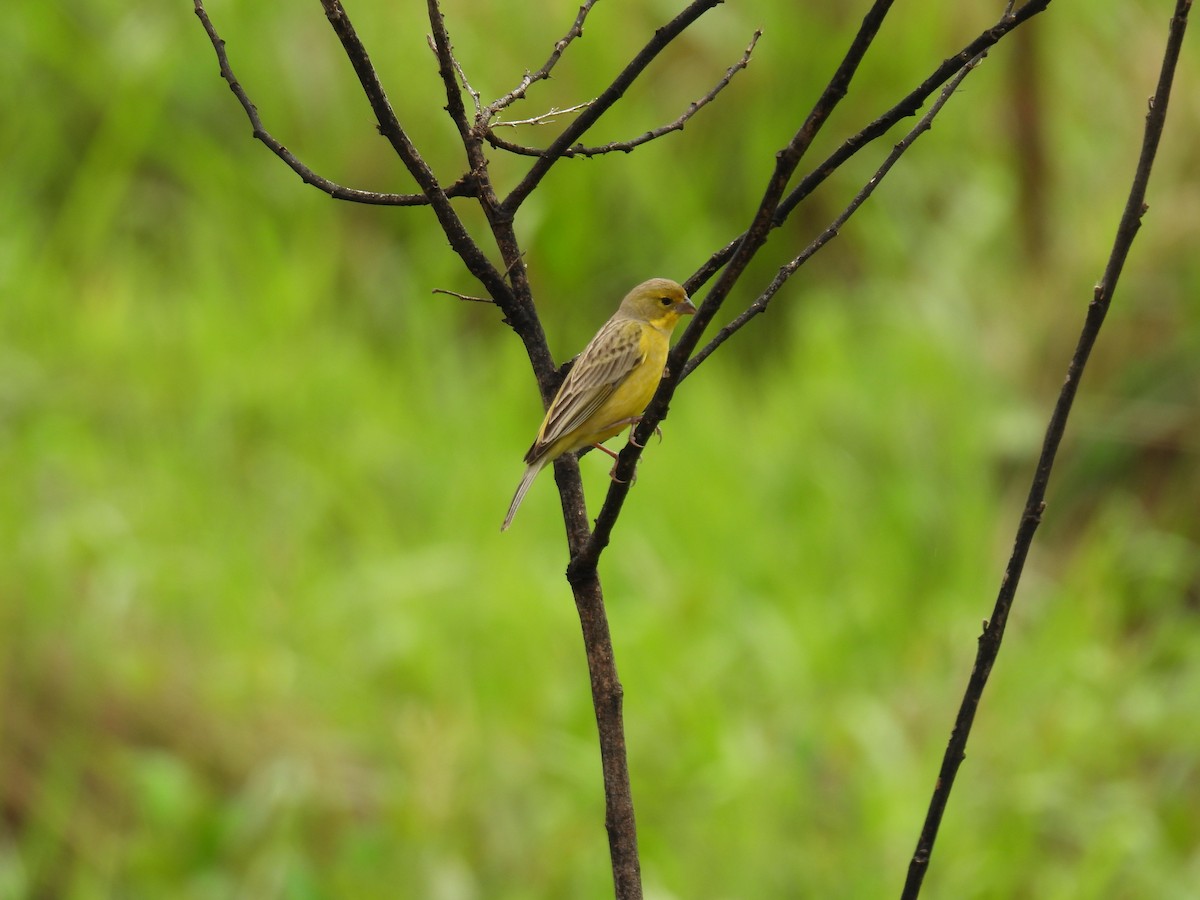 セスジキンノジコ - ML646689640