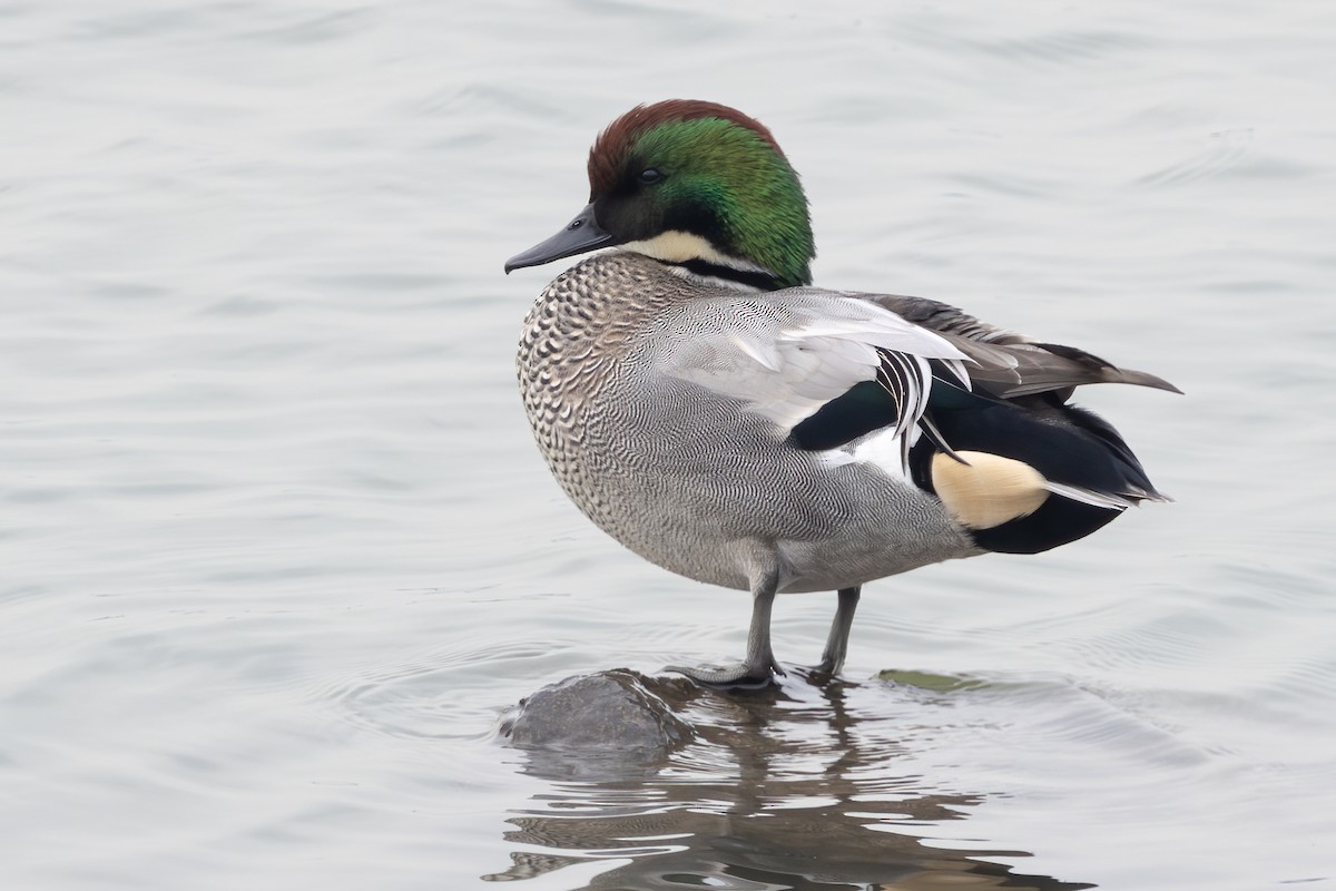 čírka srpoperá - ML646689642