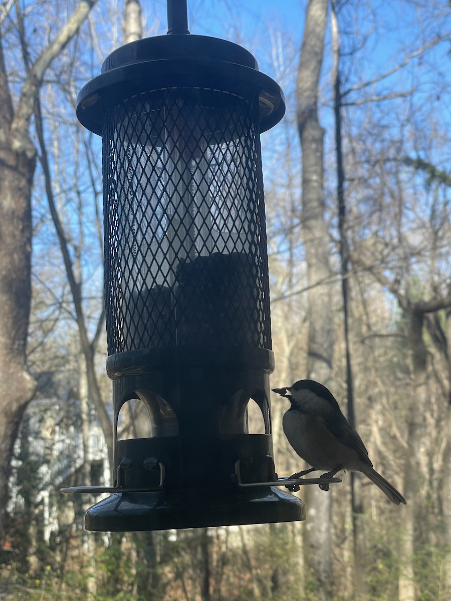 Carolina Chickadee - ML646689643