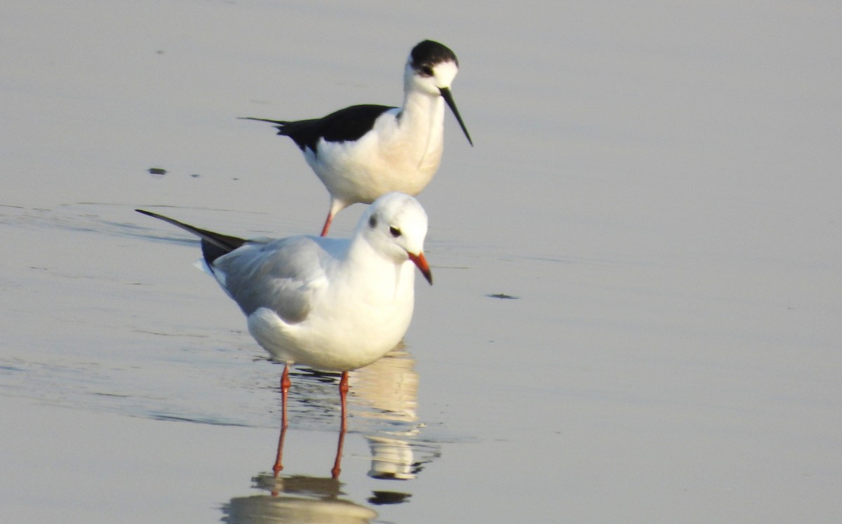 Black-winged Stilt - ML646689647