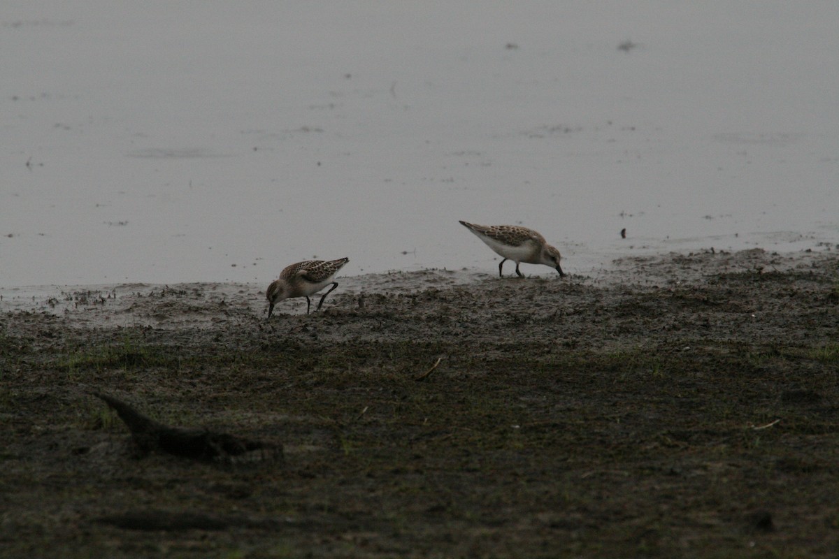 Semipalmated Sandpiper - ML646689648