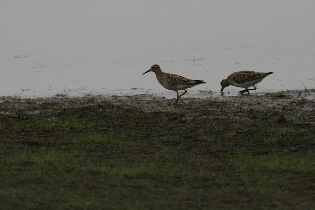 Çizgili Kumkuşu - ML646689649