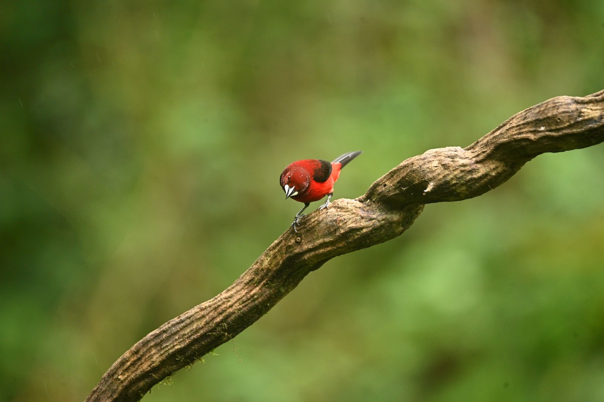 Crimson-backed Tanager - ML646689650