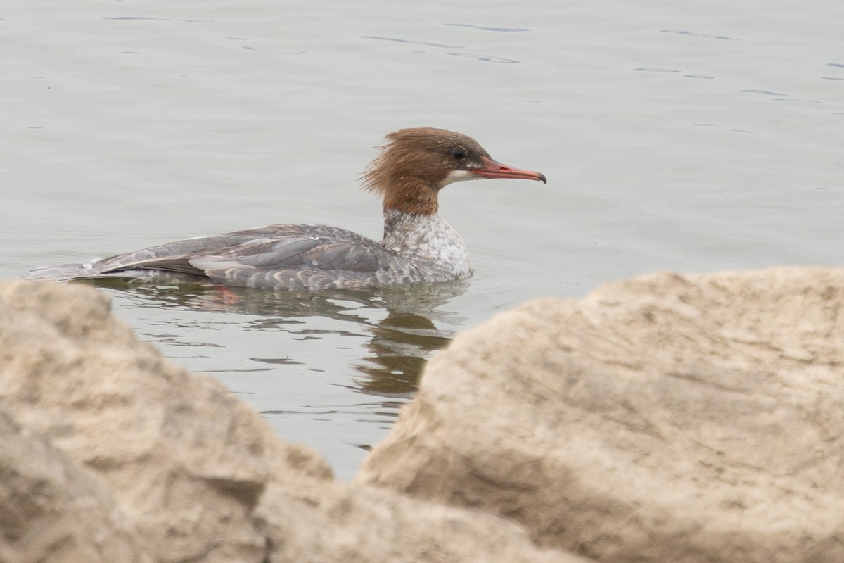 morčák velký (ssp. merganser/orientalis) - ML646689651