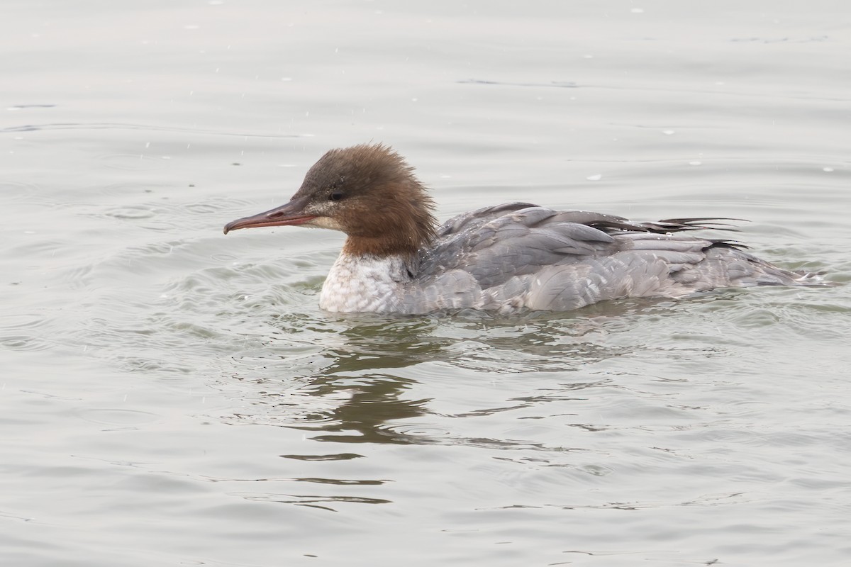 morčák velký (ssp. merganser/orientalis) - ML646689652