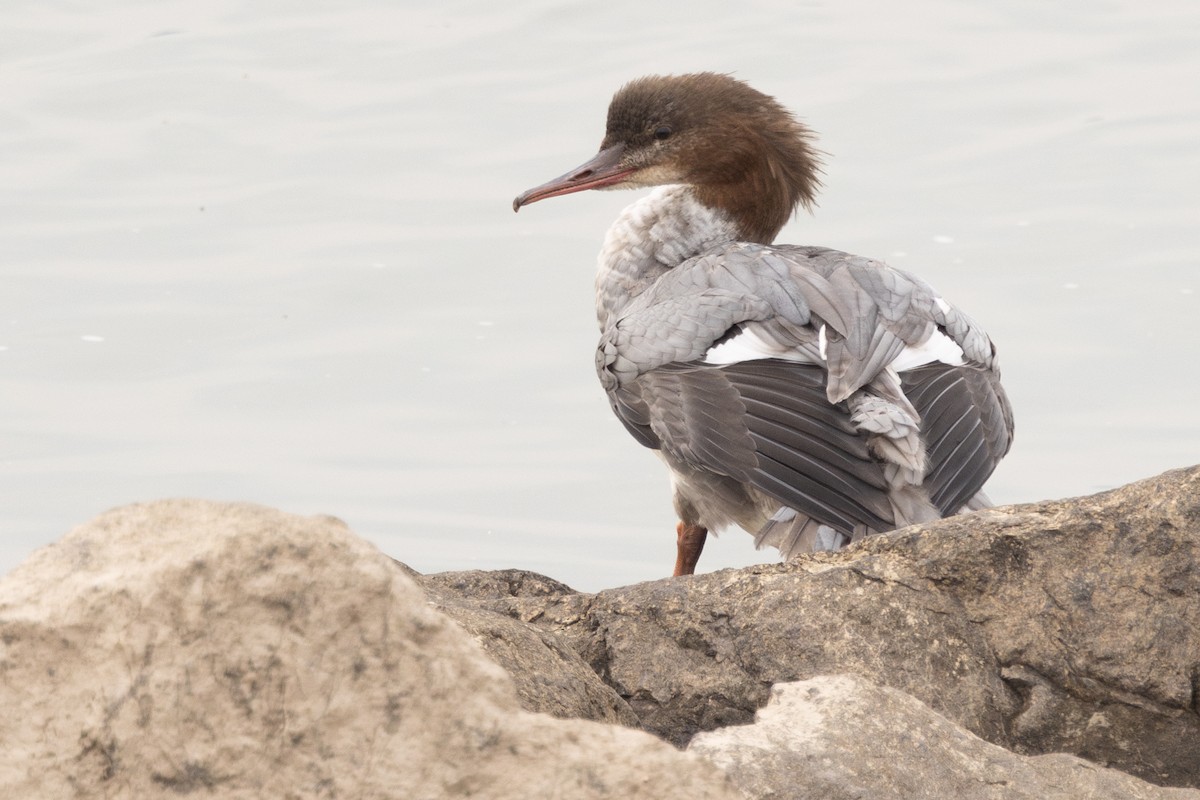 morčák velký (ssp. merganser/orientalis) - ML646689653