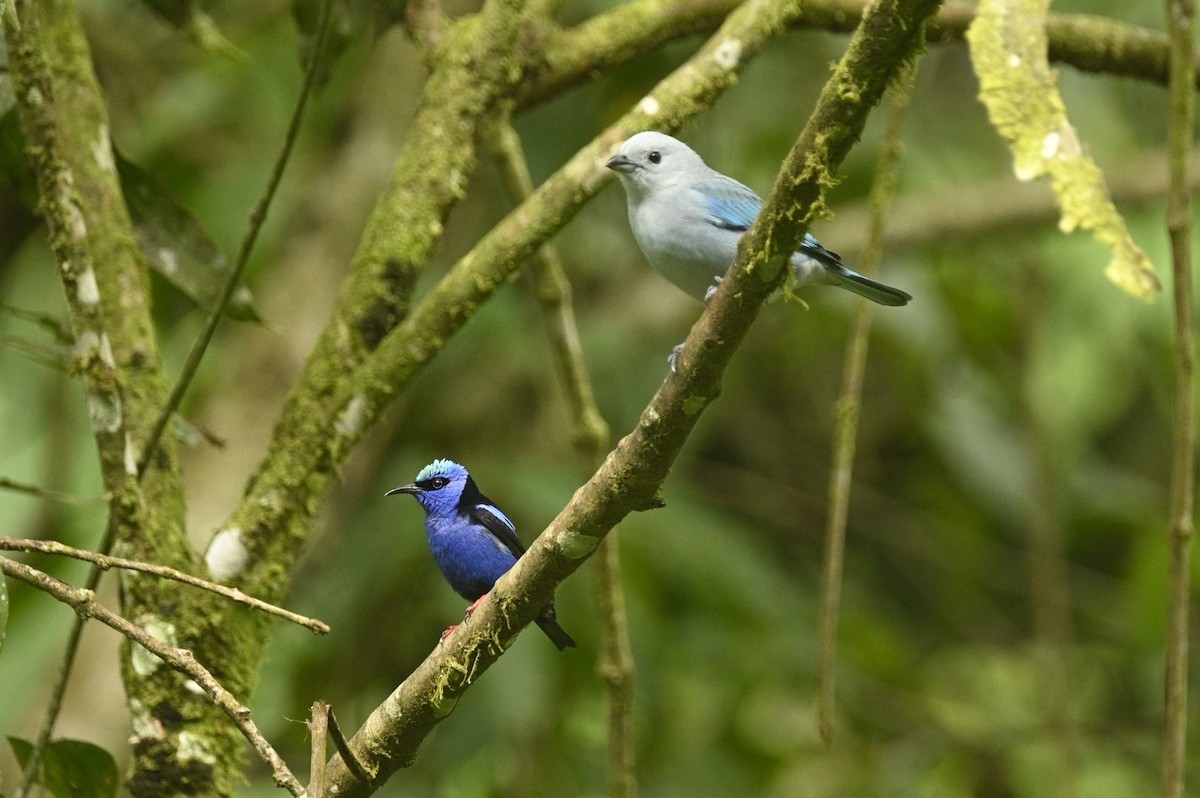Red-legged Honeycreeper - ML646689658