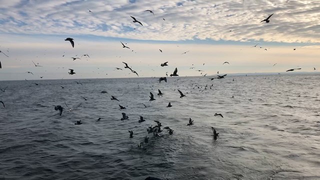 Larus sp. - ML646689659