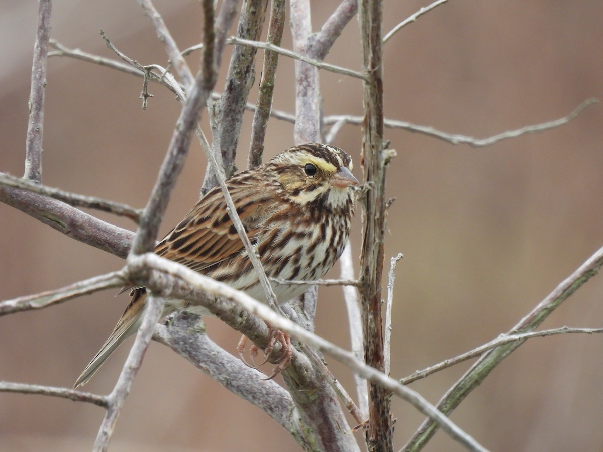 Саванная овсянка - ML646689660