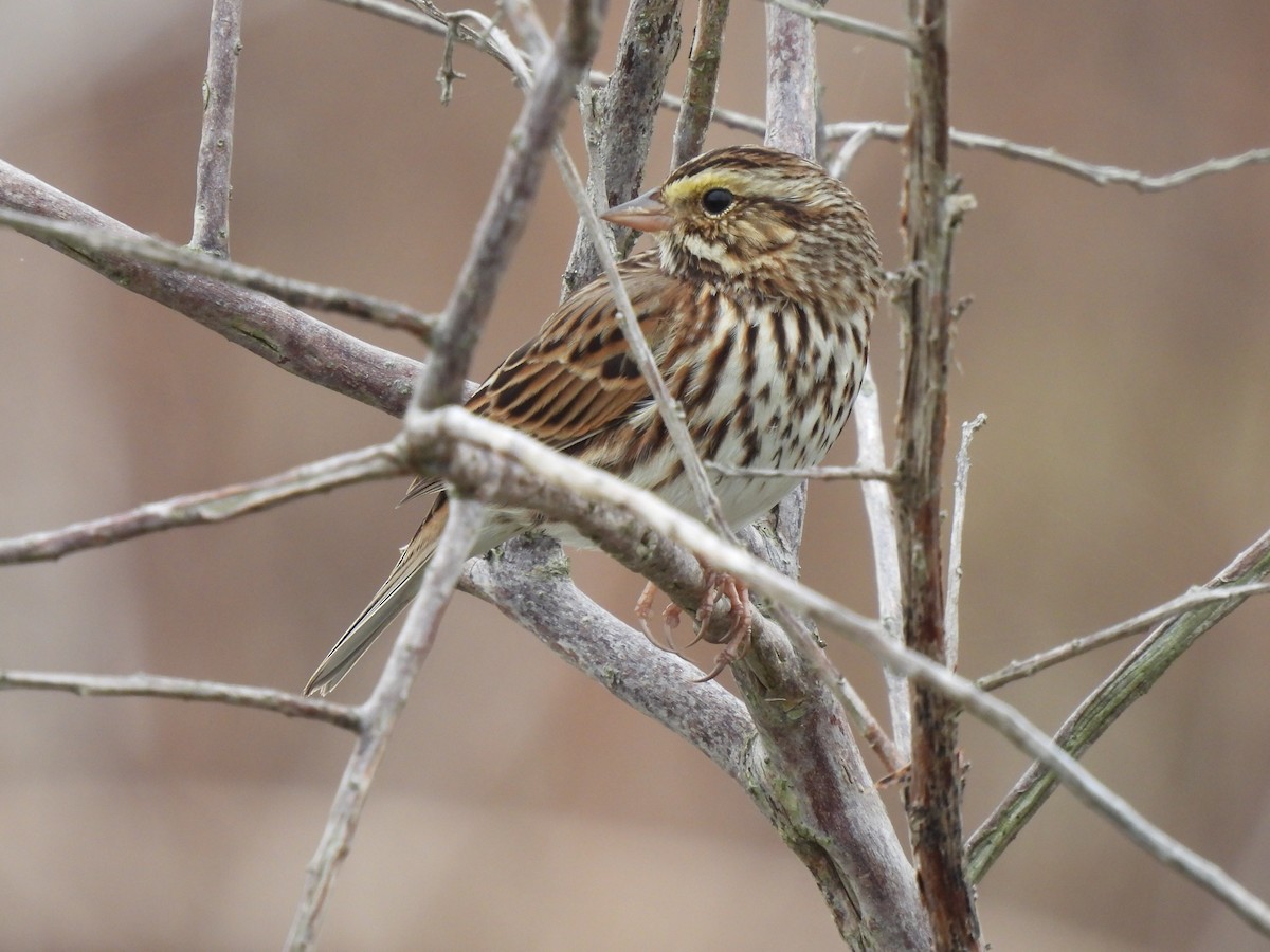 Саванная овсянка - ML646689661