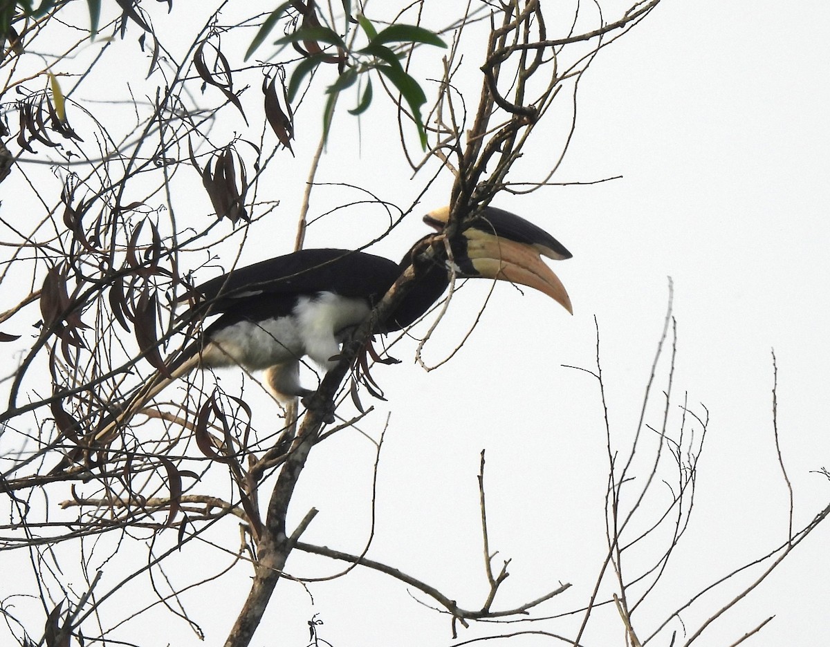 カササギサイチョウ - ML646689663