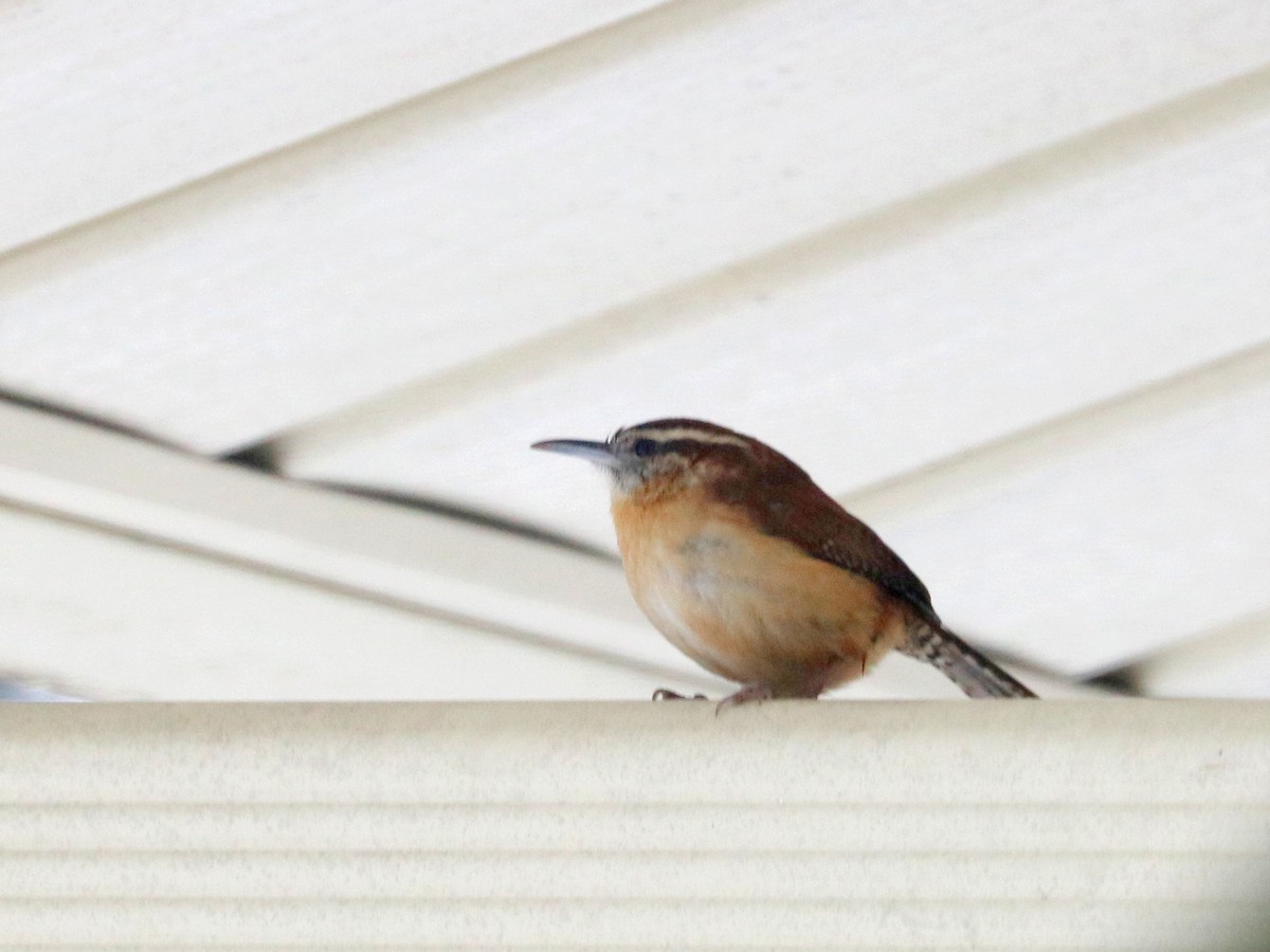 Carolina Wren - ML646689665