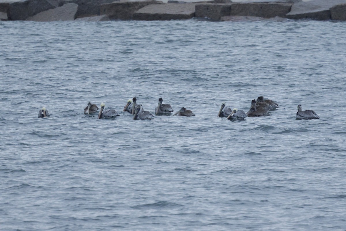 Pélican brun - ML646689666