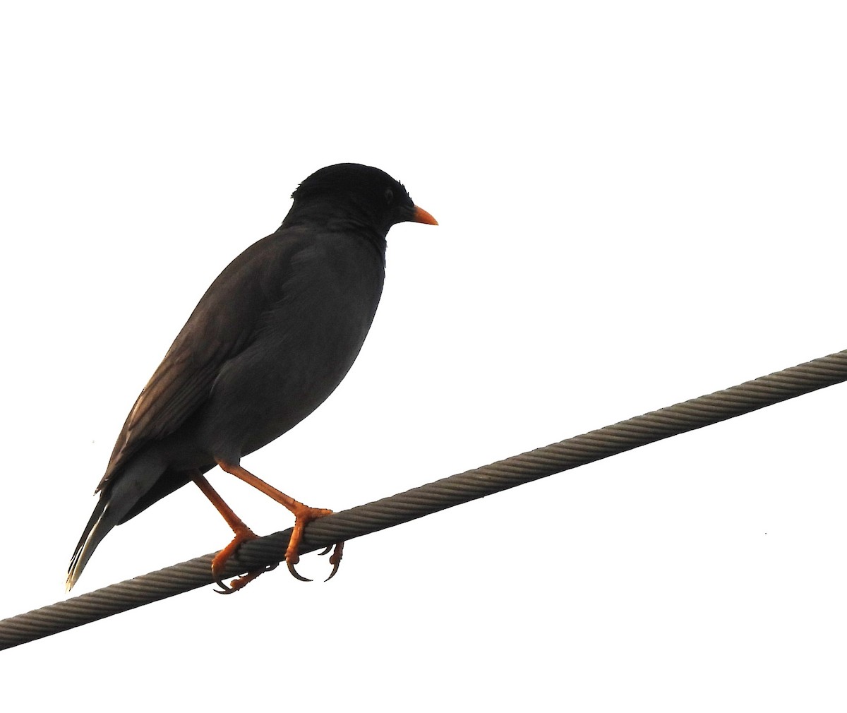 Jungle Myna - ML646689683
