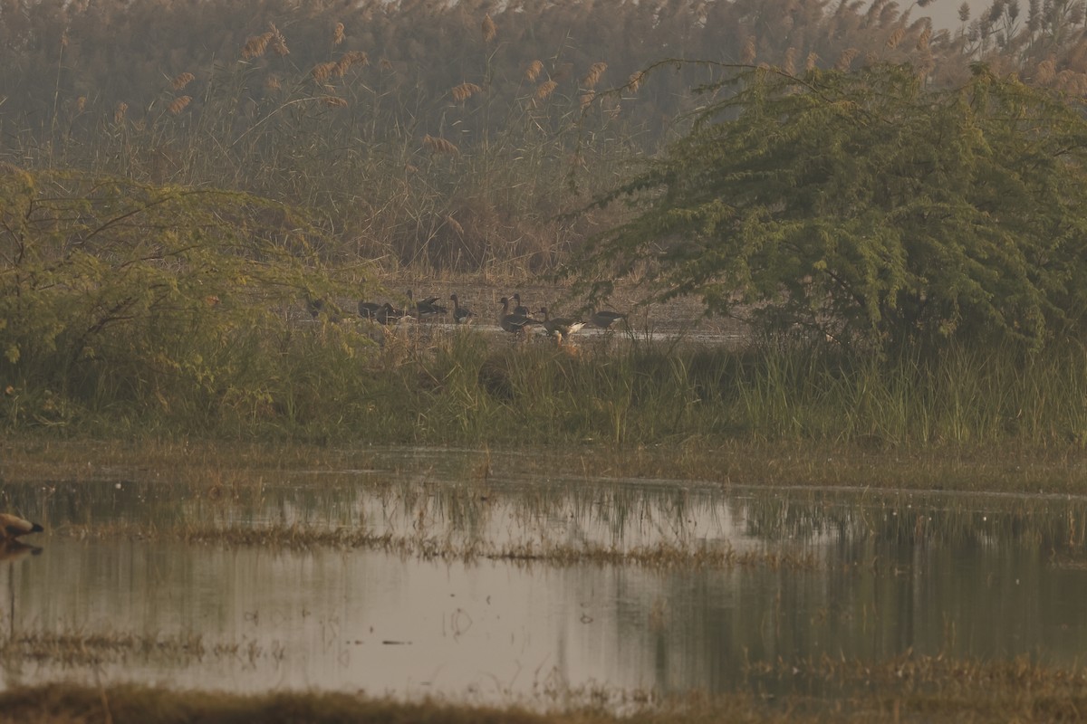 Гуска білолоба - ML646689686